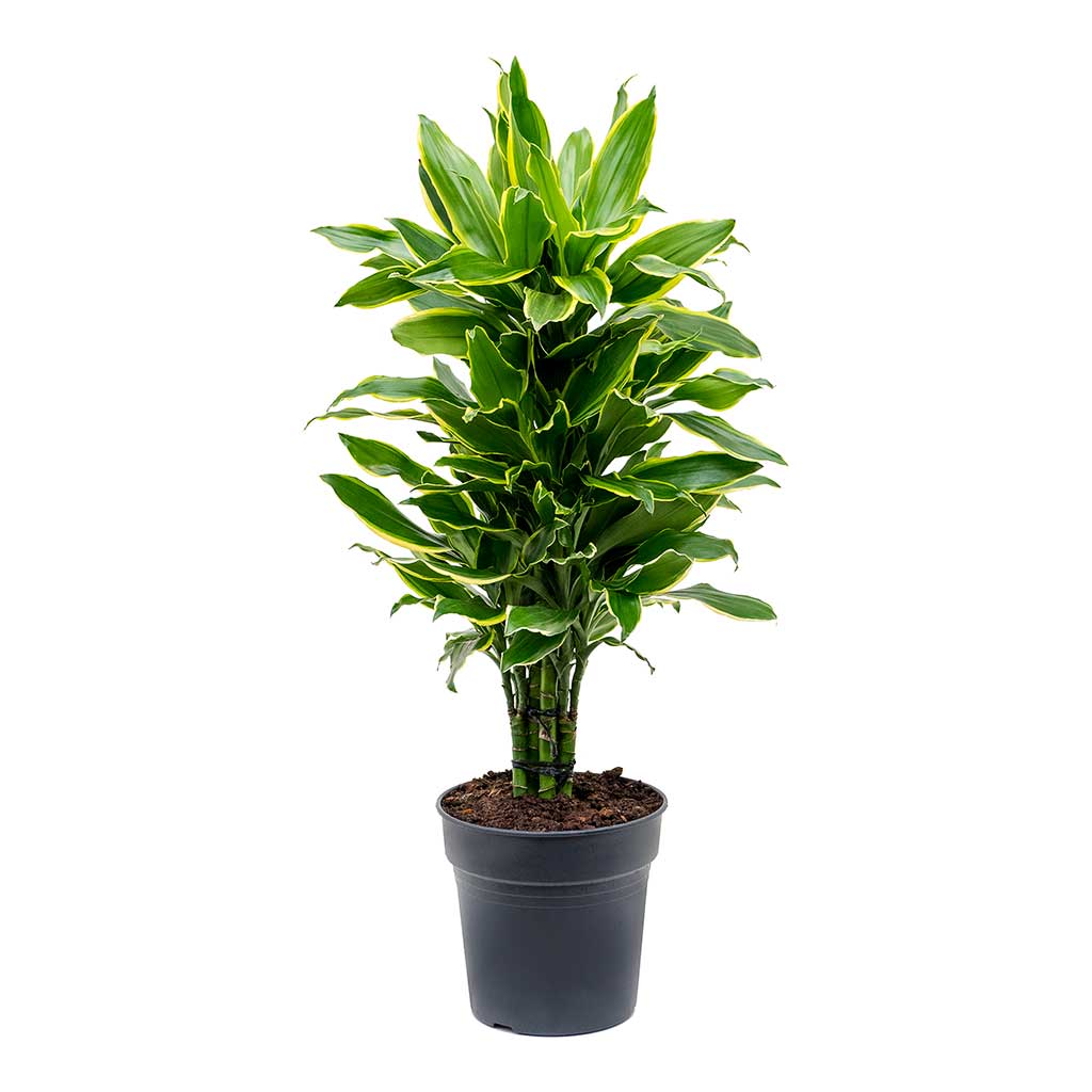 Dracaena fragrans Golden Coast - Branched - Medium