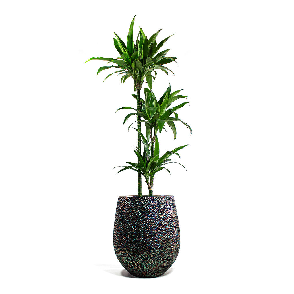 Dracaena fragrans Janet Craig Multi-Stem with Opus Hit Darcy Planter Silver