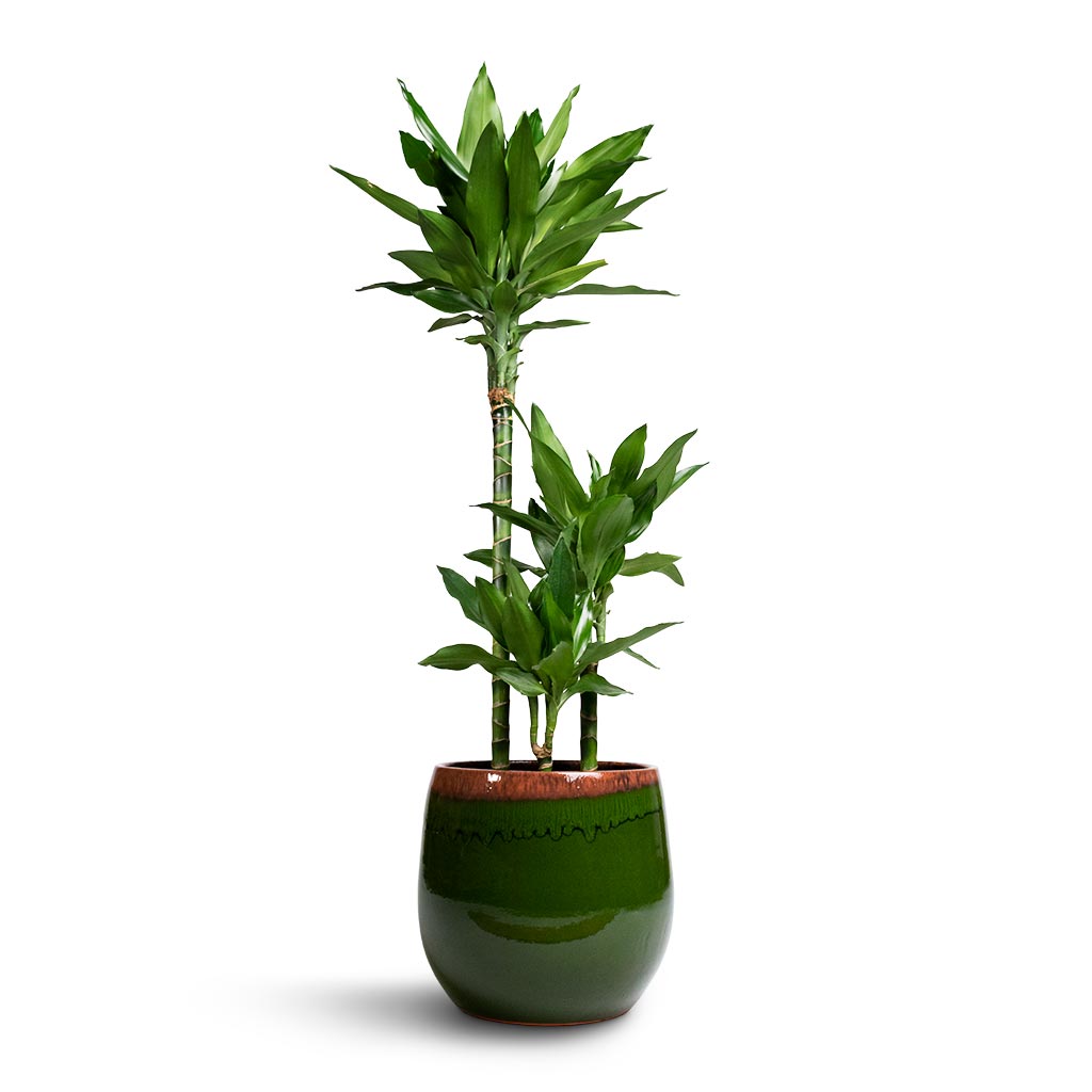 Charlotte Plant Pot - Green