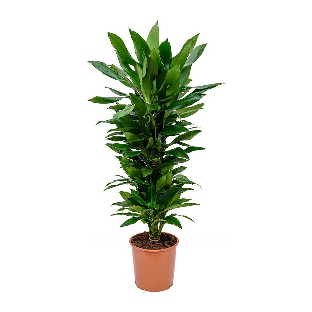 Dracaena fragrans Janet Lind - Branched Large