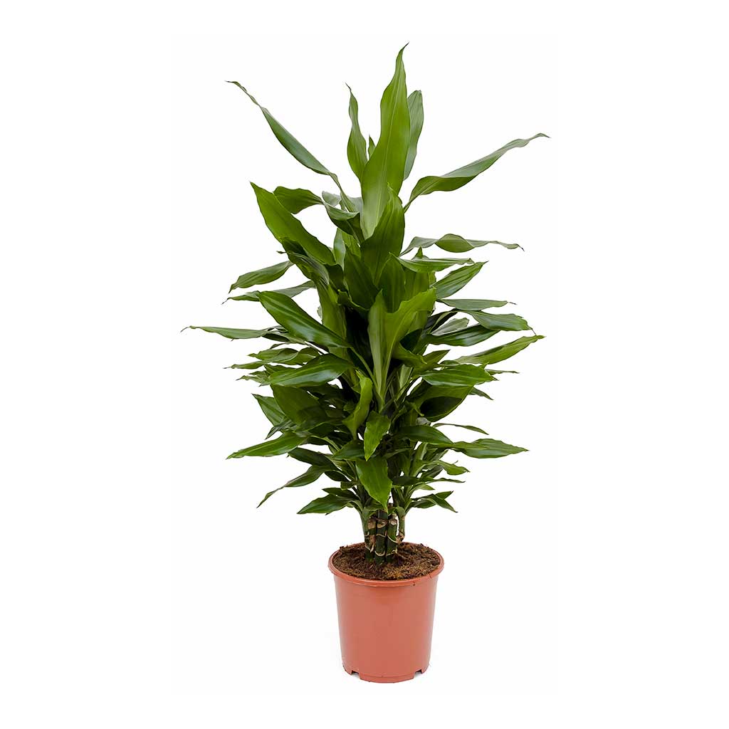 Dracaena fragrans Janet Lind - Branched