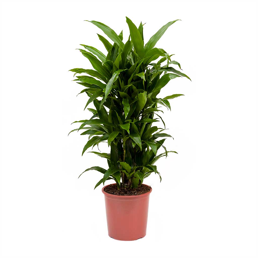 Dracaena fragrans Janet Lind Branched - Medium