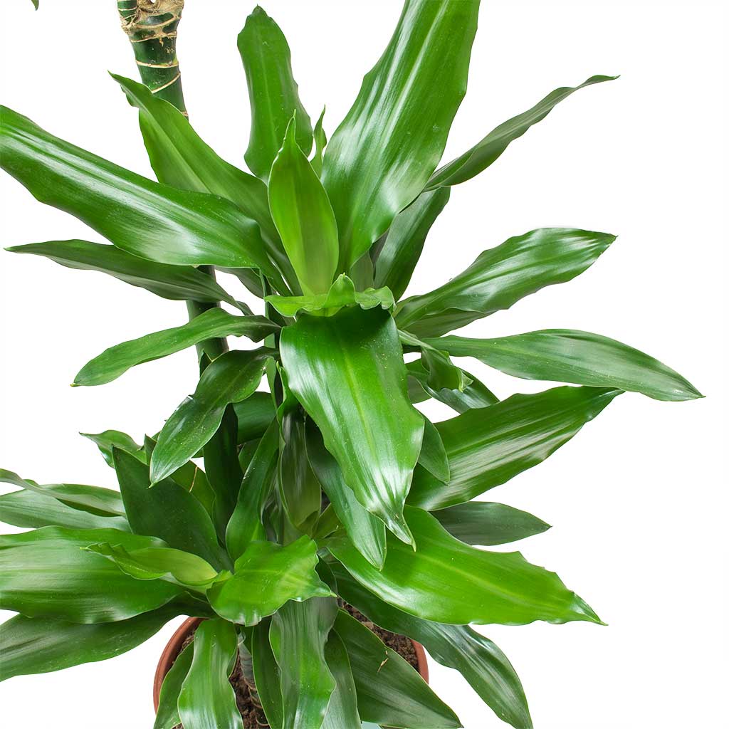 Dracaena fragrans Janet Lind Leaves