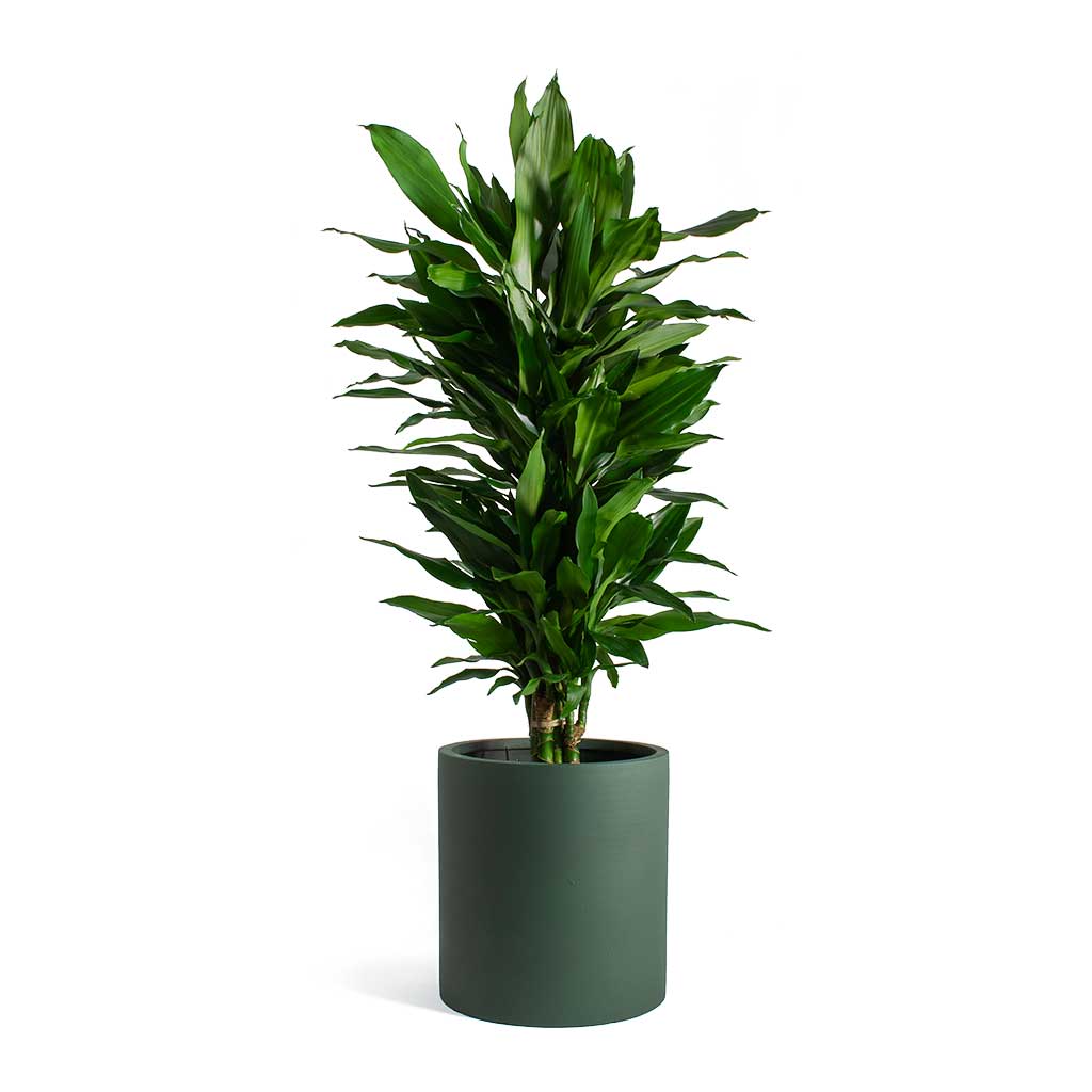 Dracaena fragrans Janet Lind & Max Refined Planter Pine Green