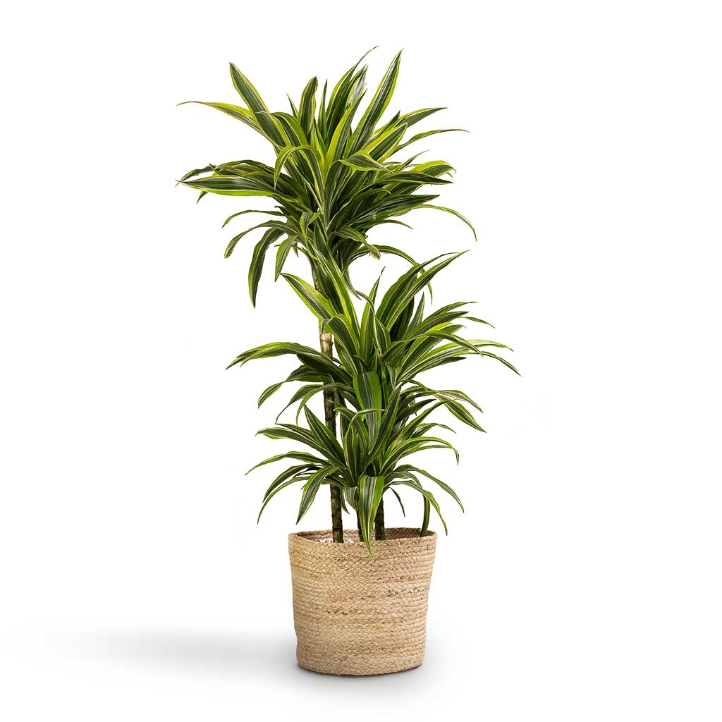 Dracaena fragrans Lemon Lime MultiStem 24x140cm & Selin Plant Basket Jute 30x26cm