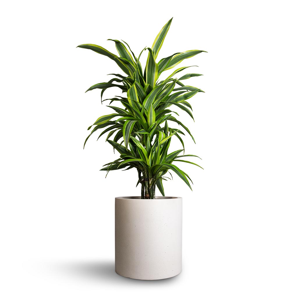 Dracaena fragrans Lemon Lime - Branched & Max Refined Planter