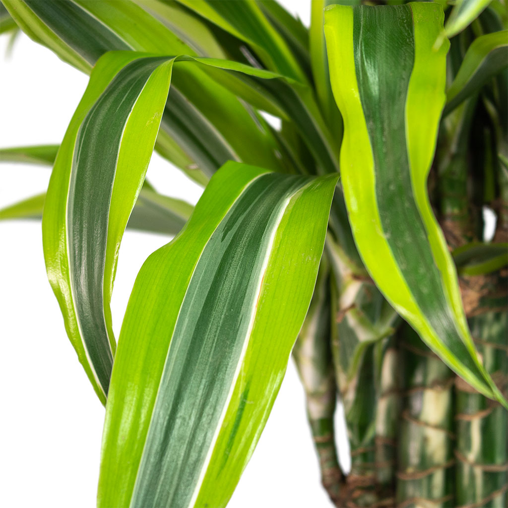 Dracaena fragrans Lemon Lime Branched - 24x90cm & Grigio New Egg Pot Planter Natural Concrete - 36x31cm