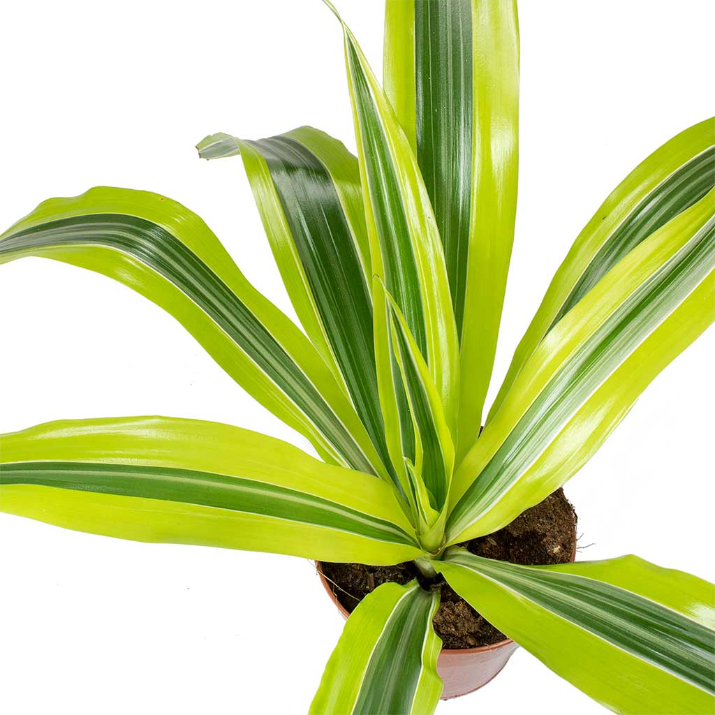 Dracaena fragrans Lemon Lime - Head Leaves