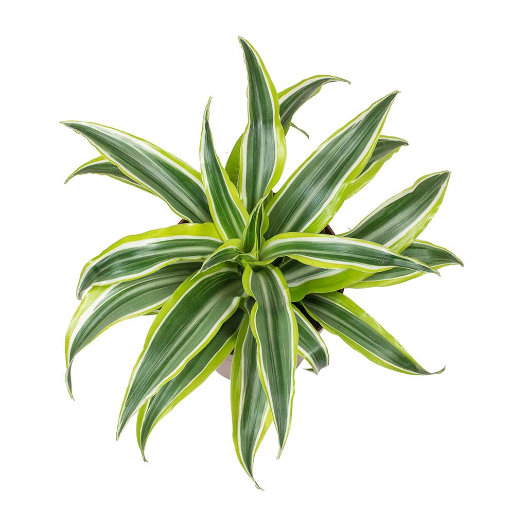 Dracaena frag. Lemon Lime Head Houseplant 12x35cm Odin Plant Pot Red Terracotta 14x13cm