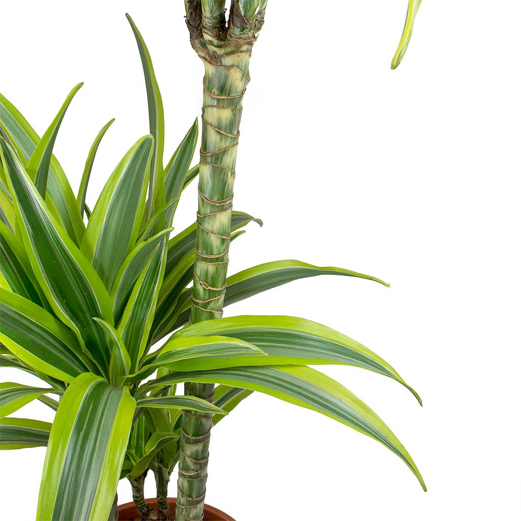 Dracaena fragrans Lemon Lime Leaves
