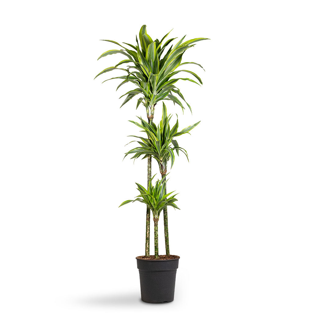 Dracaena fragrans Lemon Lime - Multi Stem 3 stem tall