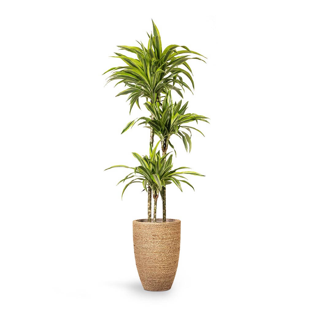 Dracaena fragrans Lemon Lime Multi-Stem 24x140cm and Ben Plant Pot - Straw Grass 30x41cm
