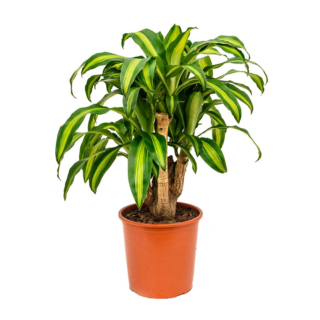 Dracaena fragrans Massangeana - Branched
