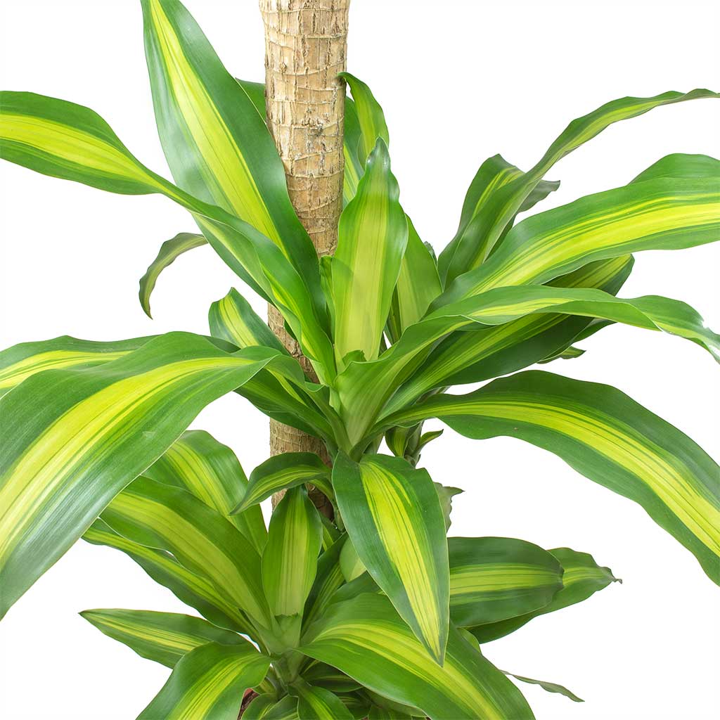 Dracaena fragrans Massangeana & Aimee Plant Pot - Pear