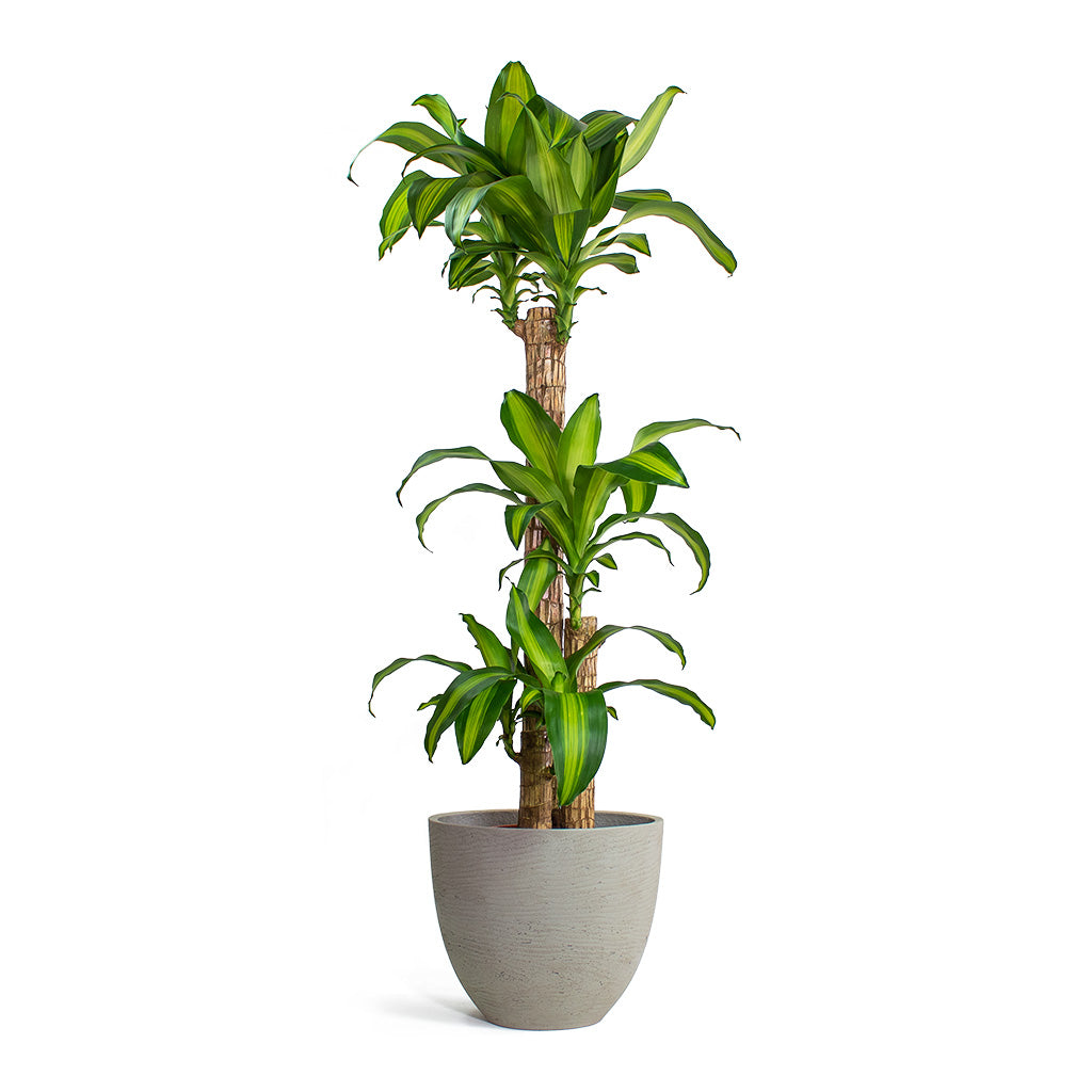 Dracaena fragrans Massangeana Multi Stem with Mini Jesslyn Plant Pot Grey Washed