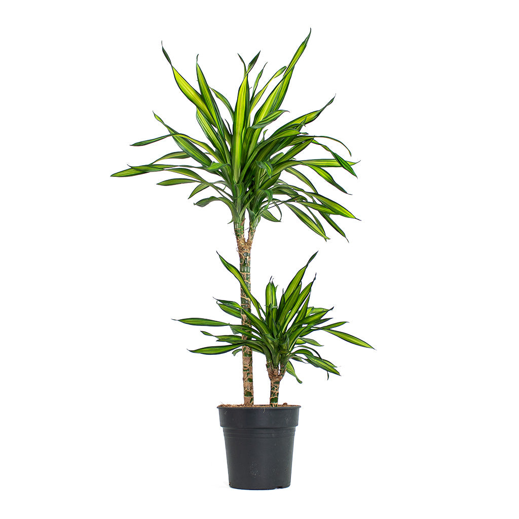 Dracaena fragrans Riki Multi-Stem Houseplant