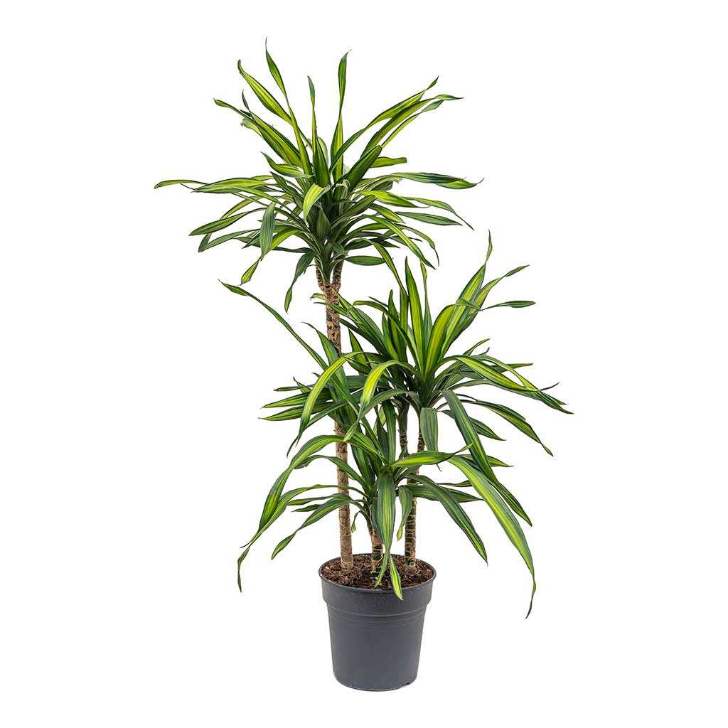 Dracaena fragrans Riki - Multi Stem - 3 Stems