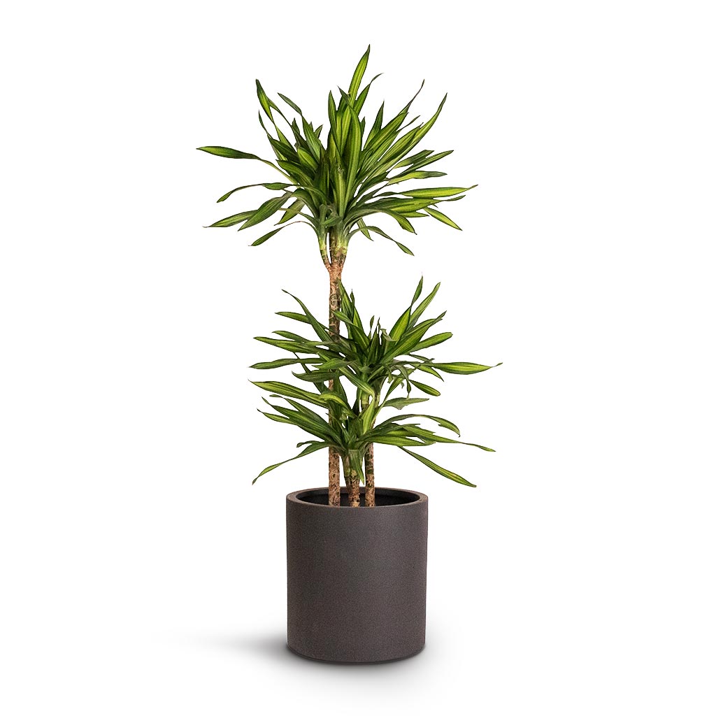 Dracaena fragrans Riki Multi Stem Indoor Plant Max Refined Planter Volcano Black