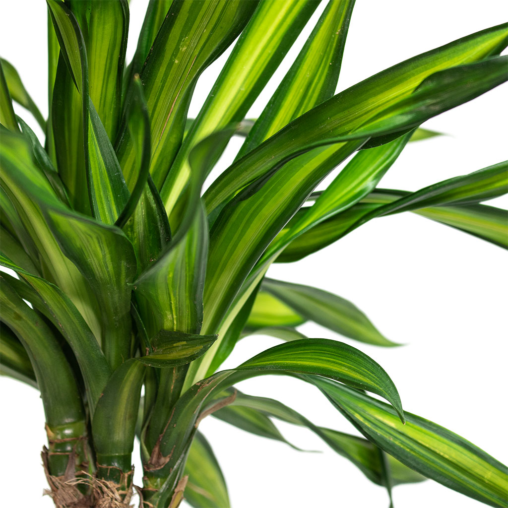 Dracaena fragrans Riki - Multi Stem & Rinca Plant Pot - Shiny Green