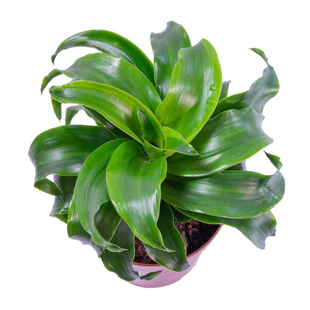 Dracaena fragrans Twister - Head - Leaves