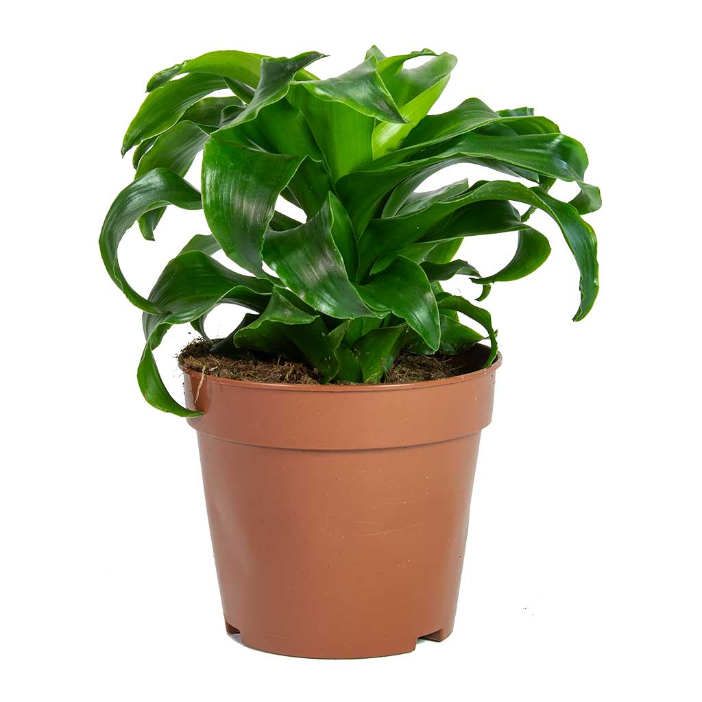 Dracaena fragrans Twister - Head