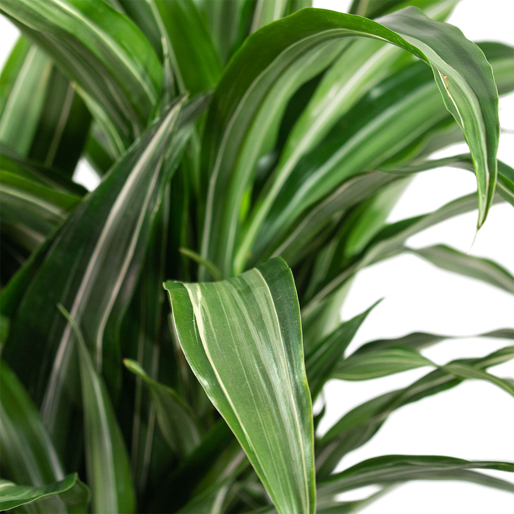 Dracaena fragrans Ulises Branched Close-Up