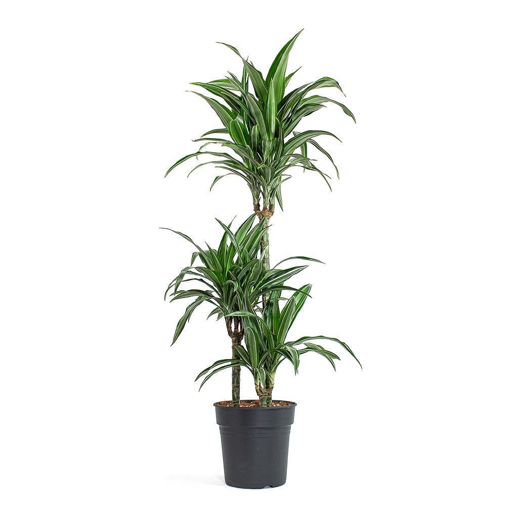 Dracaena fragrans Ulises Multi-Stem Houseplant