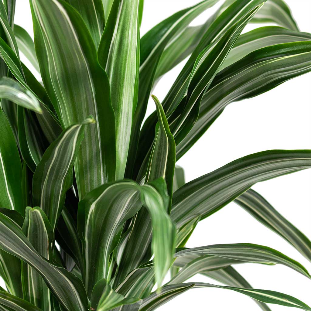 Dracaena frag Ulises Multi Stem 3 stem House Plant In Pax Ridged Pot White Stripe 