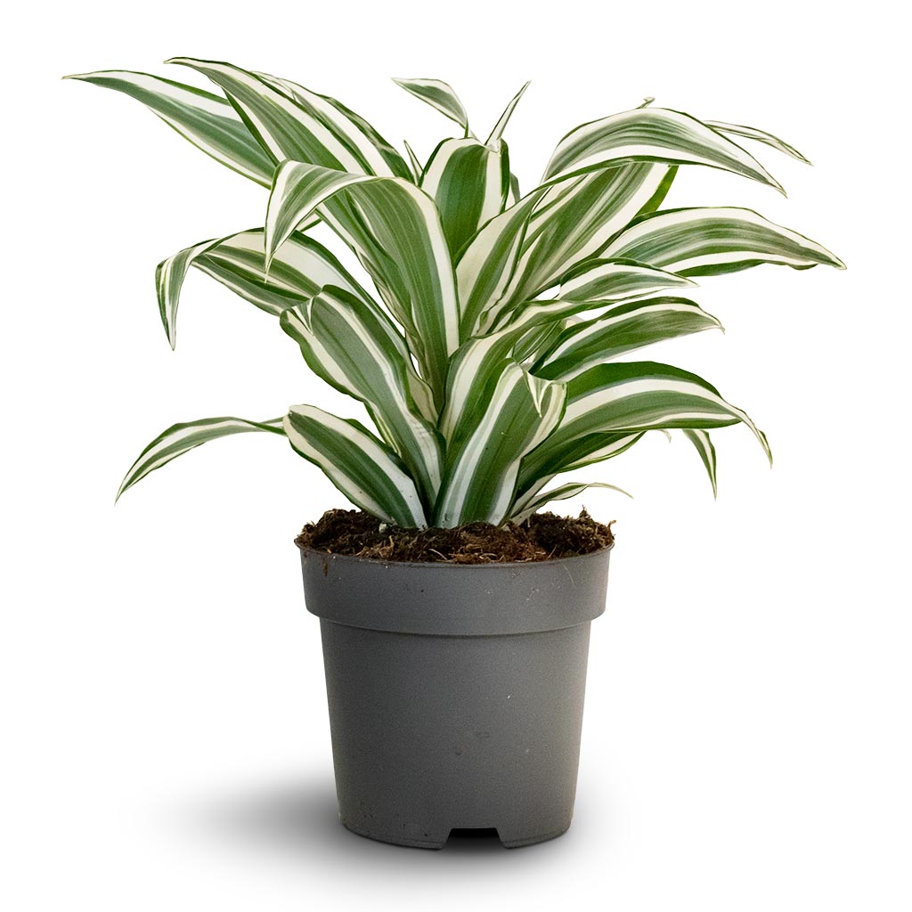 Dracaena fragrans White Jewel - Head