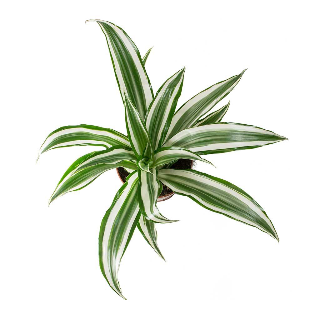 Dracaena fragrans White Jewel - Head Leaves