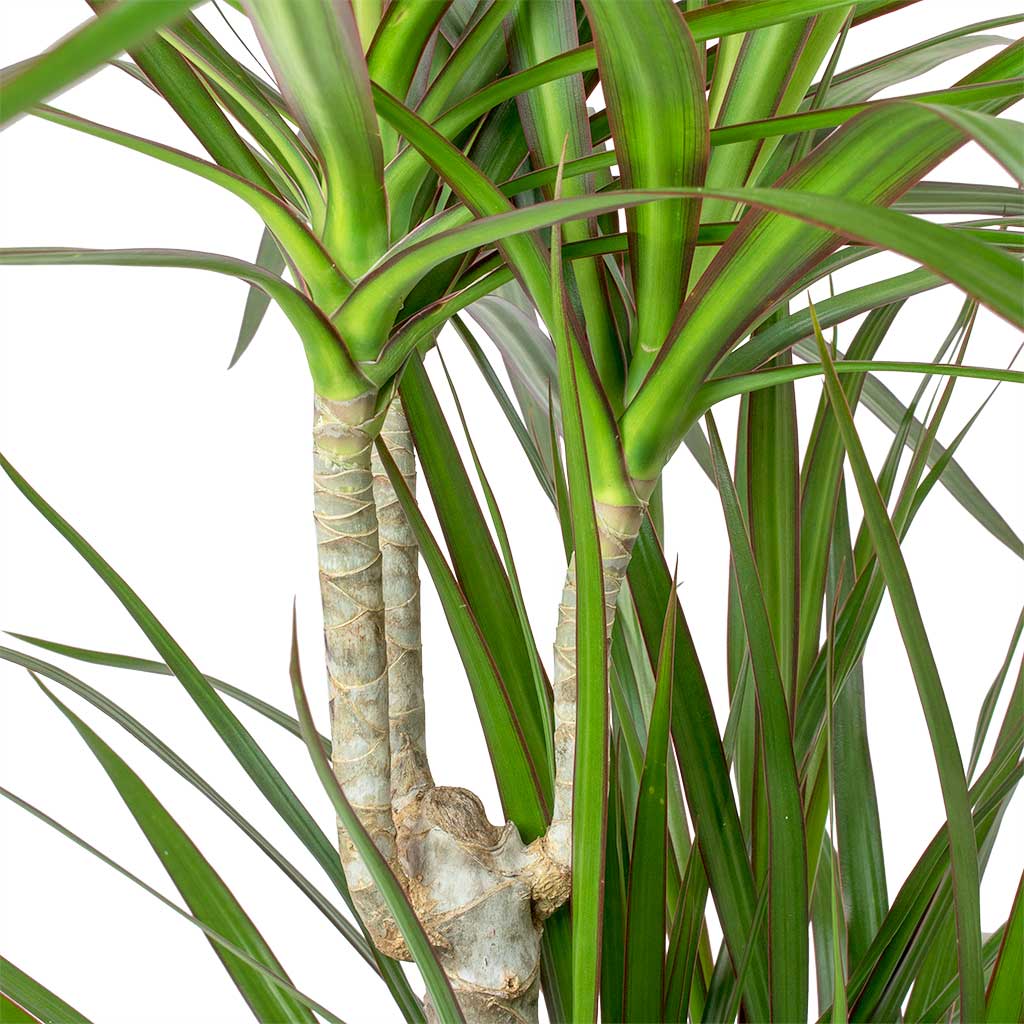 Dracaena marginata Red Edged - Multi Stem & Cas Plant Pot