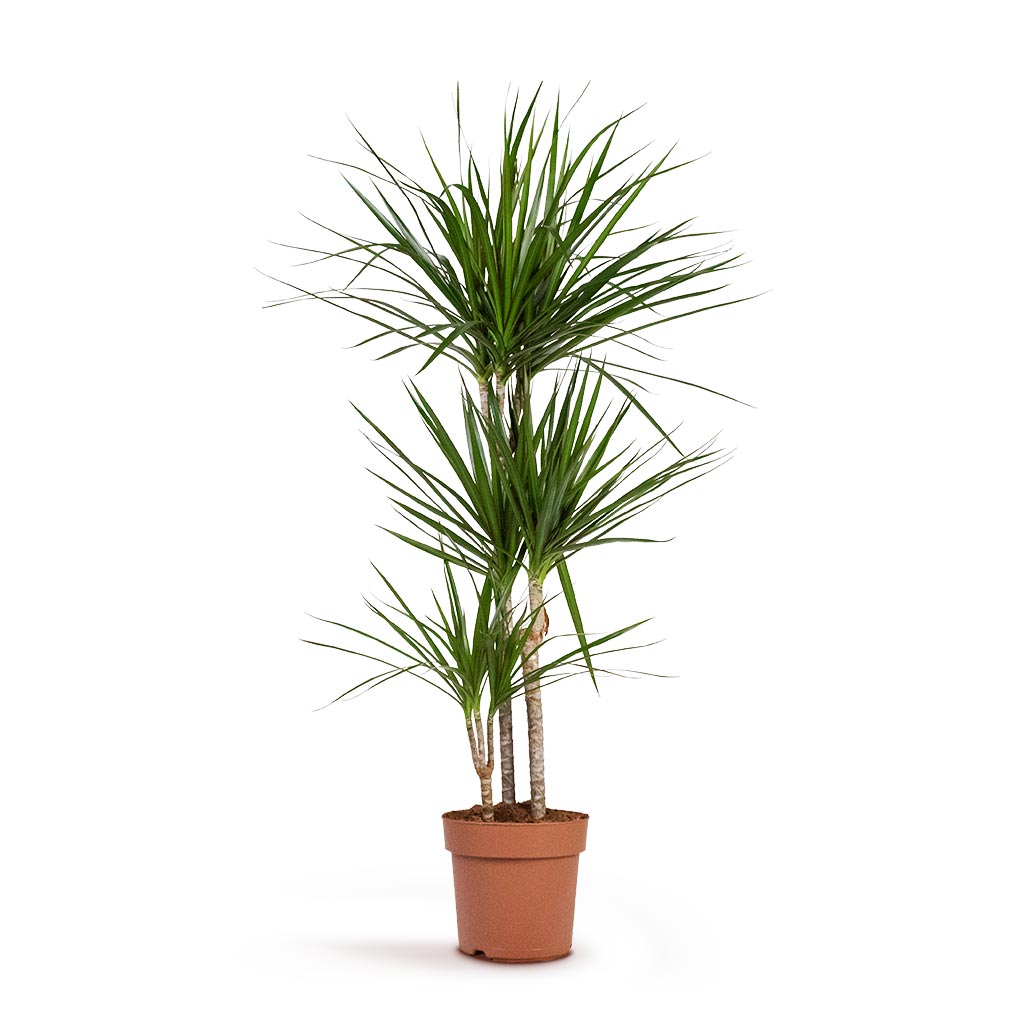 Dracaena marginata Houseplant - Red Edged Dracaena Indoor Plant