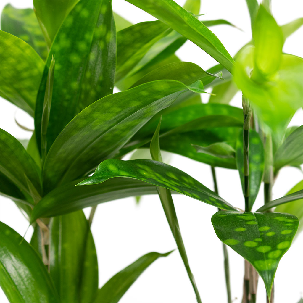 Dracaena surculosa - 12x40cm House Plant In Jurre Pot Rose Rust - 16x13cm