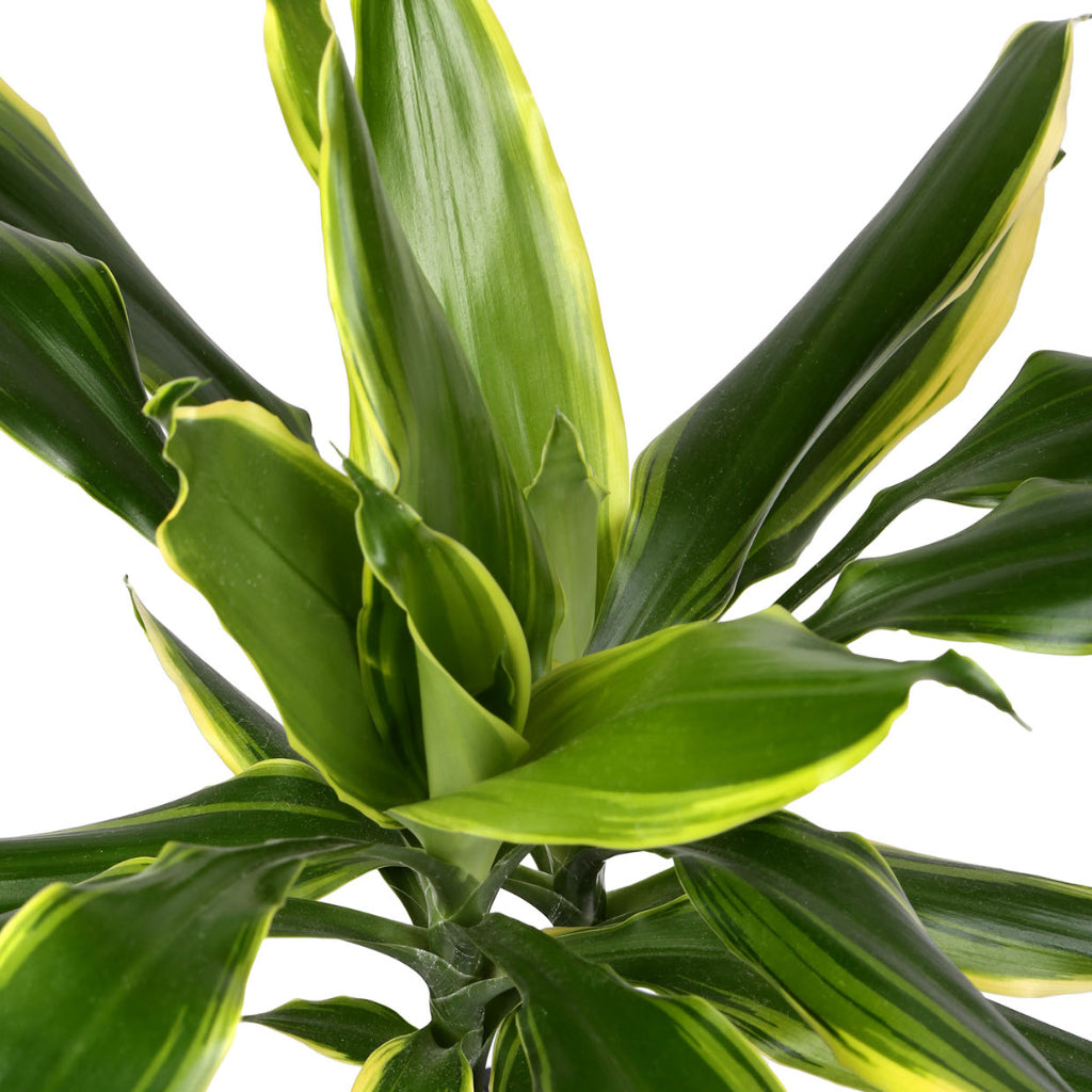 Dracaena fragrans Golden Coast Branched - 24x90cm & Apollo Mediterranean Planter Chalk White - 38.5x47cm