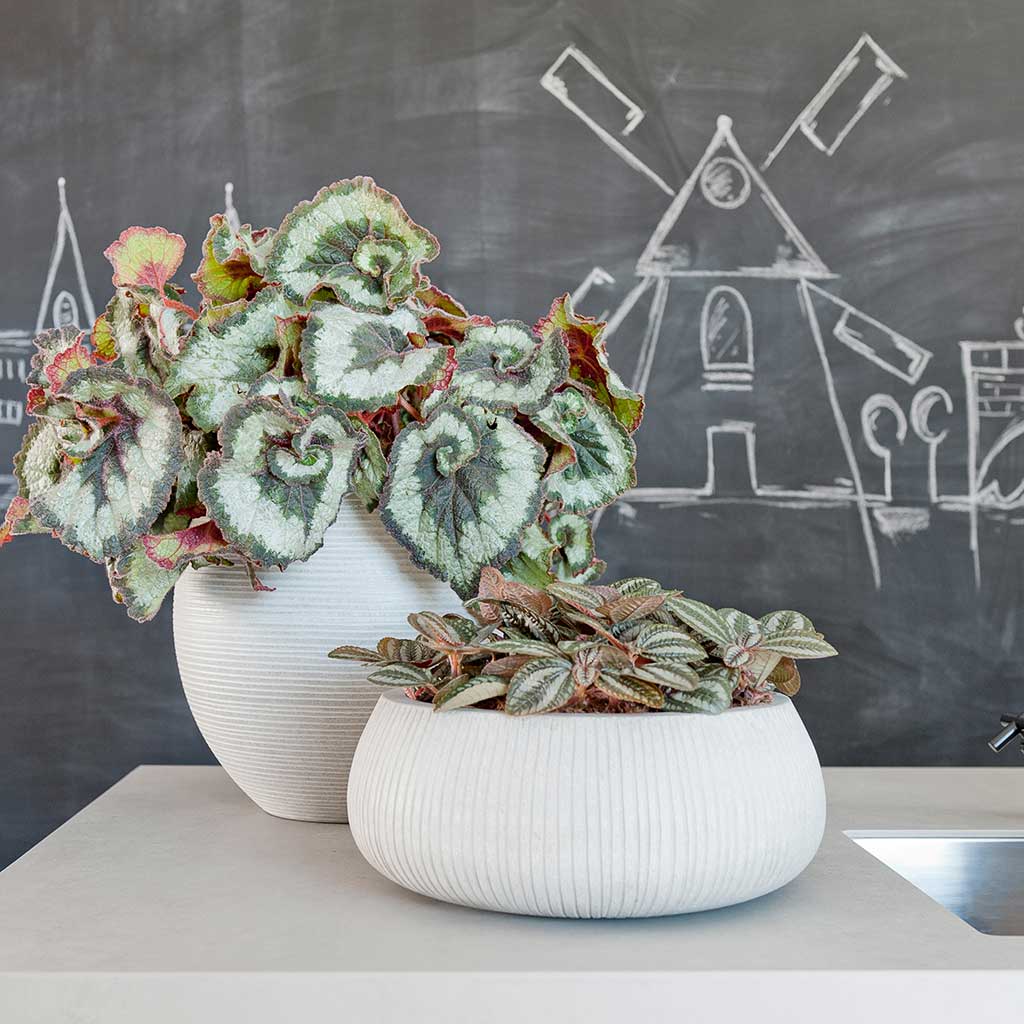 Eileen & Abby Planters - Ridged Cement & Houseplants