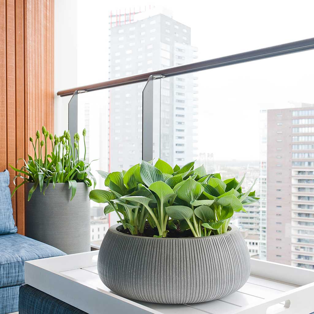 Eileen Plant Bowl Ridged Dark Grey