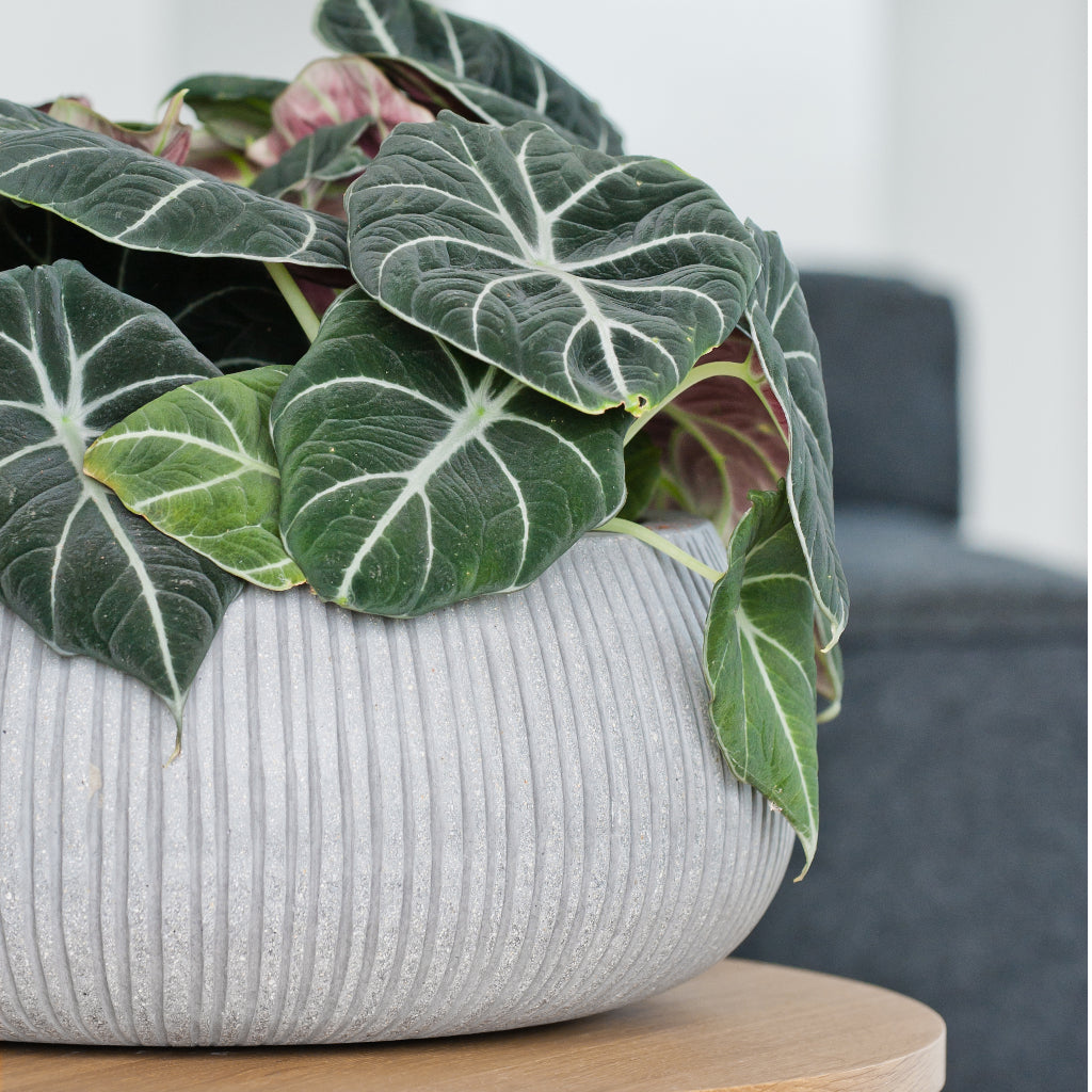Eileen Plant Bowl - Ridged Cement