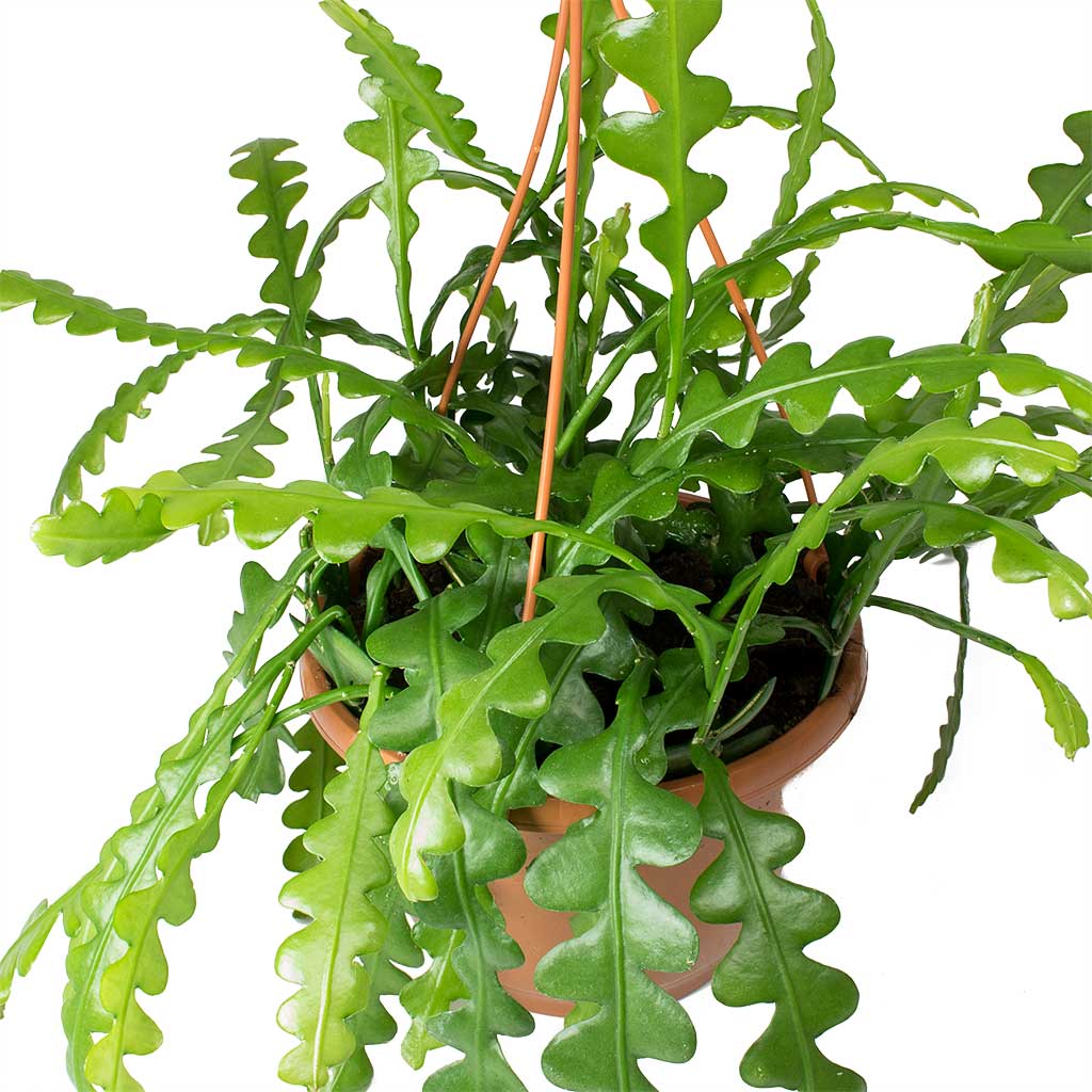 Epiphyllum anguliger - Fishbone Cactus Leaves