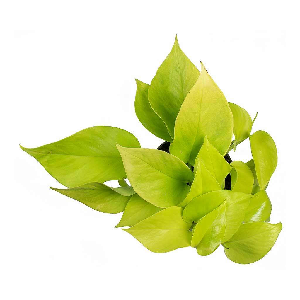 Epipremnum aureum Neon - Golden Neon Pothos Leaves