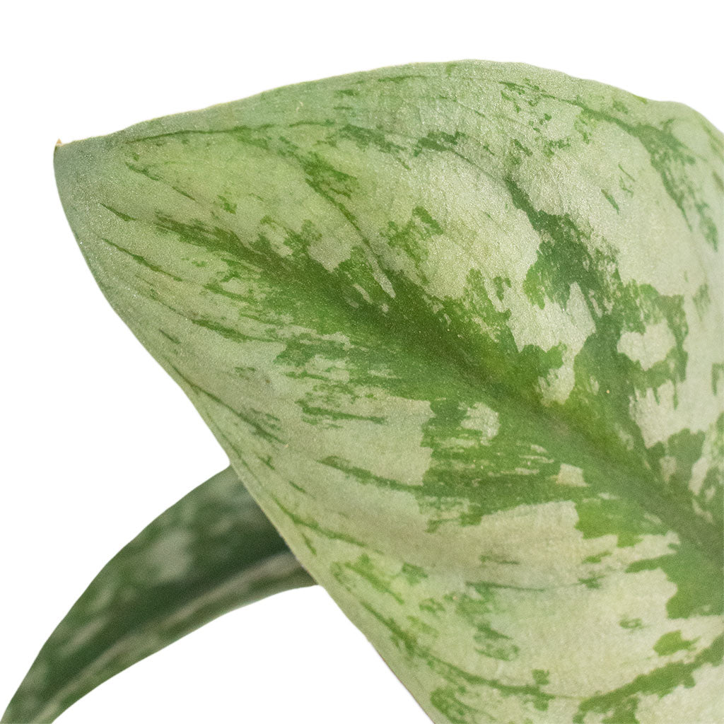 Epipremnum Trebie - Satin Pothos Trebie & Coral Refined Planter - Canyon Orange