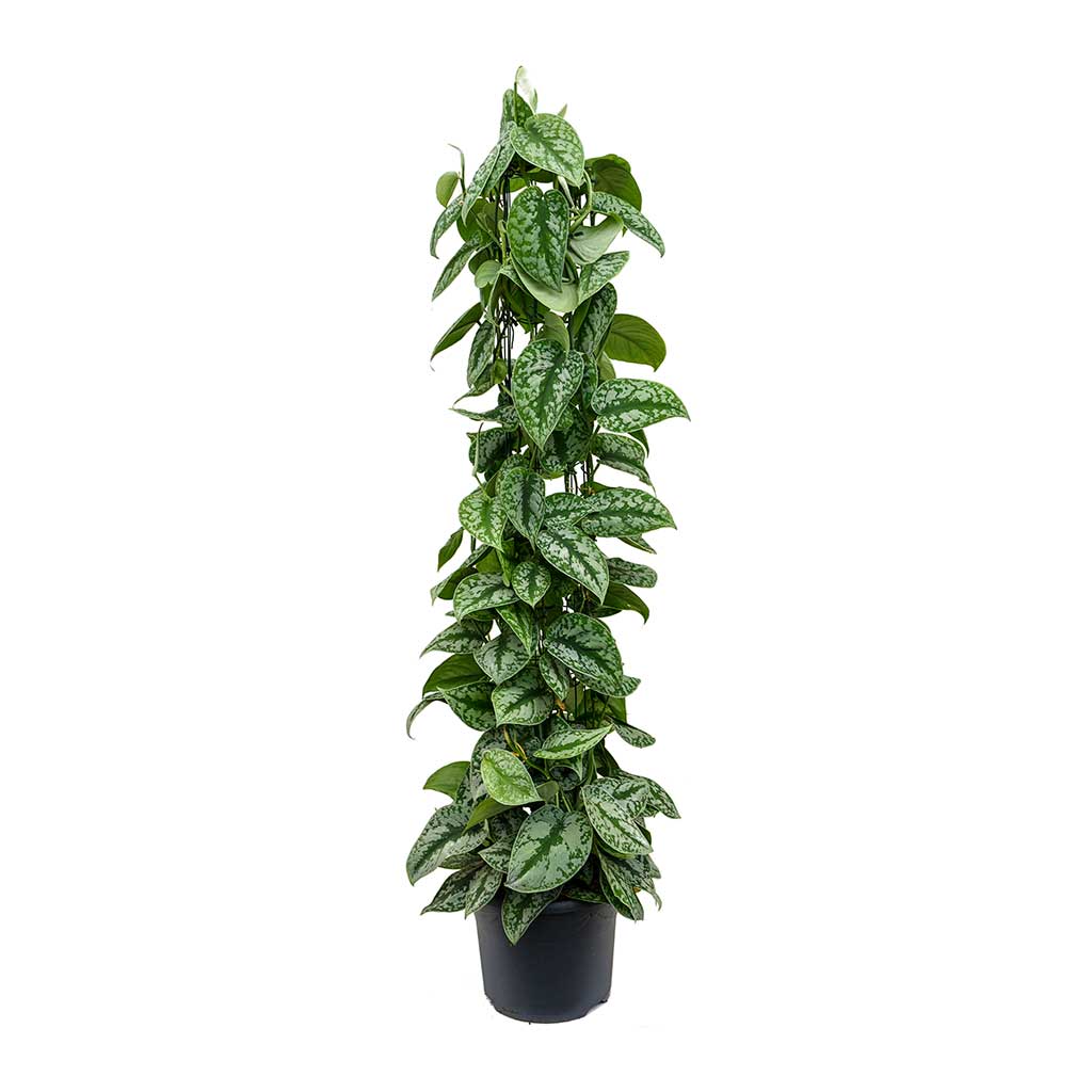 Epipremnum Trebie - Satin Pothos Trebie - Column