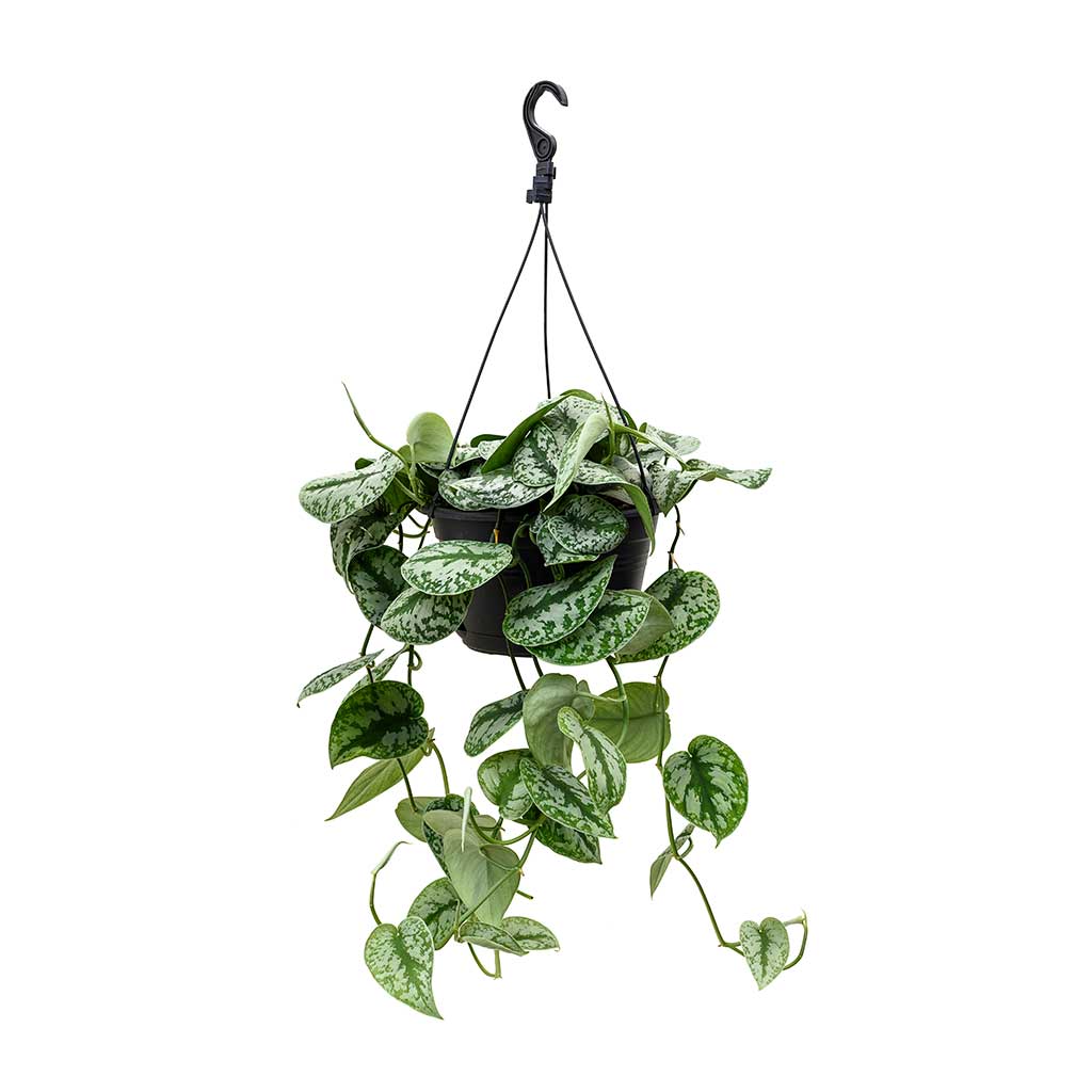 Epipremnum Trebie - Satin Pothos Trebie - Hanging 28 x 60cm