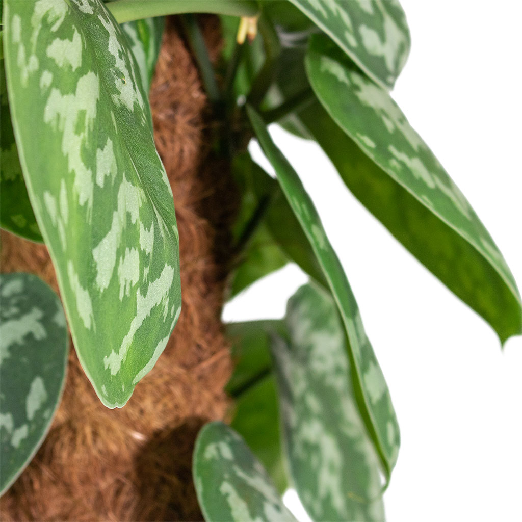 Epipremnum Trebie - Satin Pothos Trebie - Moss Pole & Yvette Plant Pot - Gold