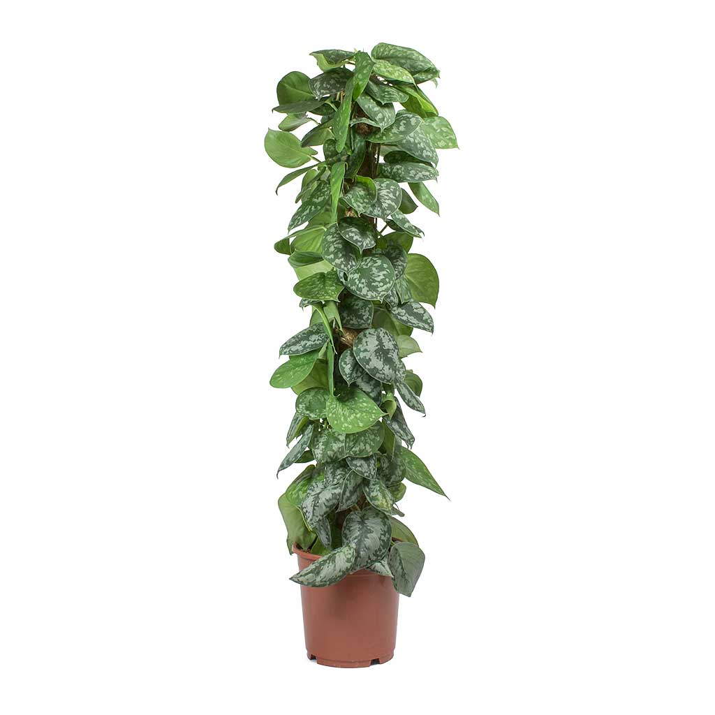 Epipremnum Trebie - Satin Pothos Trebie - Moss Pole