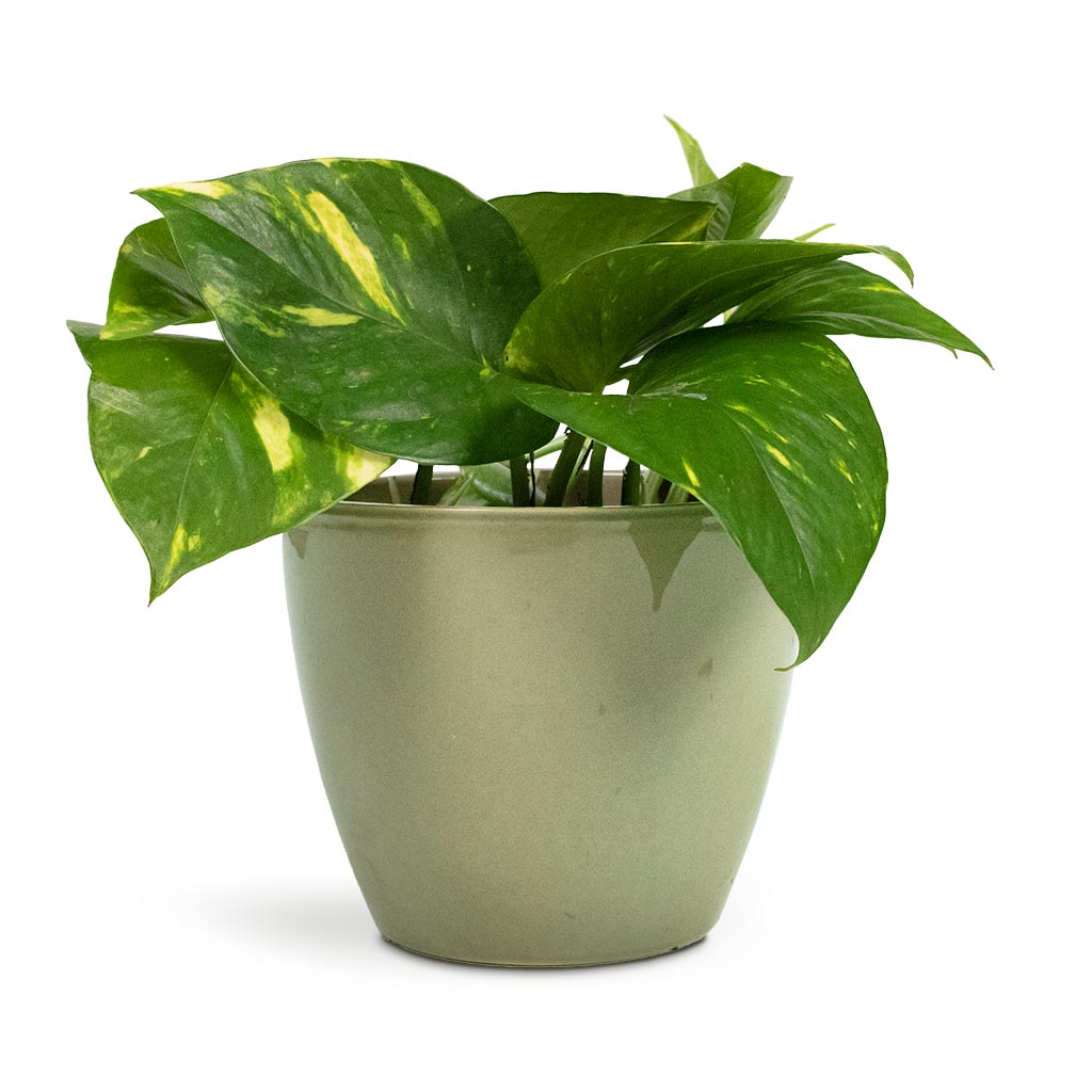 Epipremnum aureum - Golden Pothos Houseplant & Sven Plant Pot - Mint