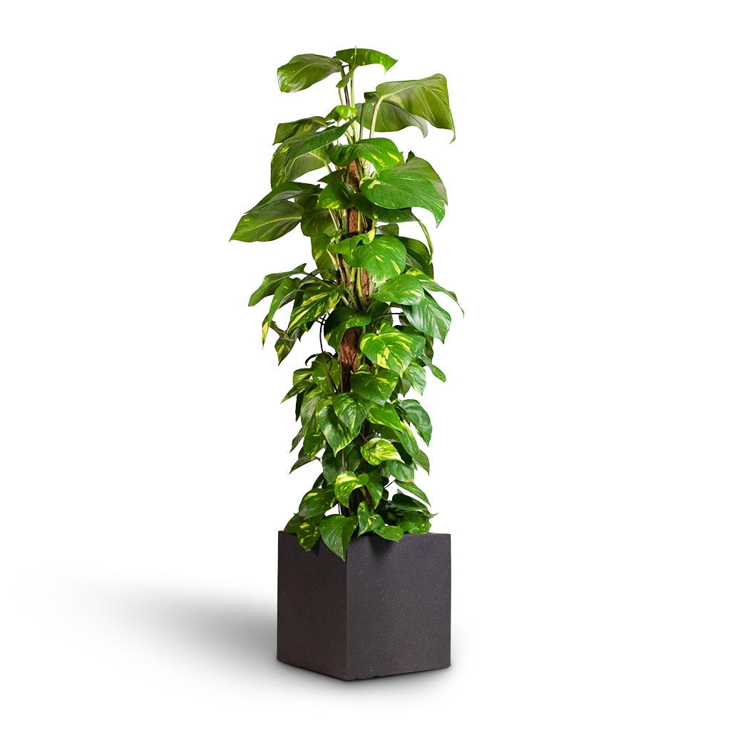 Grigio Cube Planter - Anthracite Concrete