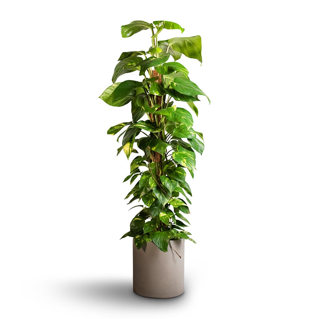 Epipremnum aureum - Golden Pothos - Moss Pole & Max Refined Planter - Clouded Grey