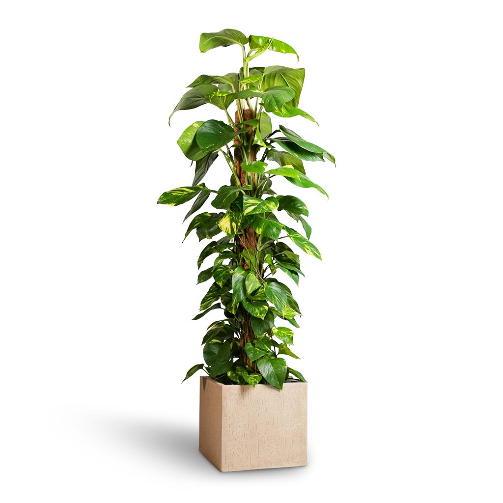 Epipremnum aureum - Golden Pothos - Moss Pole &amp; Raindrop Cube Planter - Stone