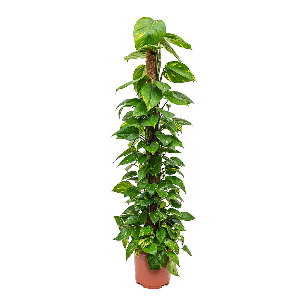Epipremnum aureum Golden Pothos Moss Pole Tall