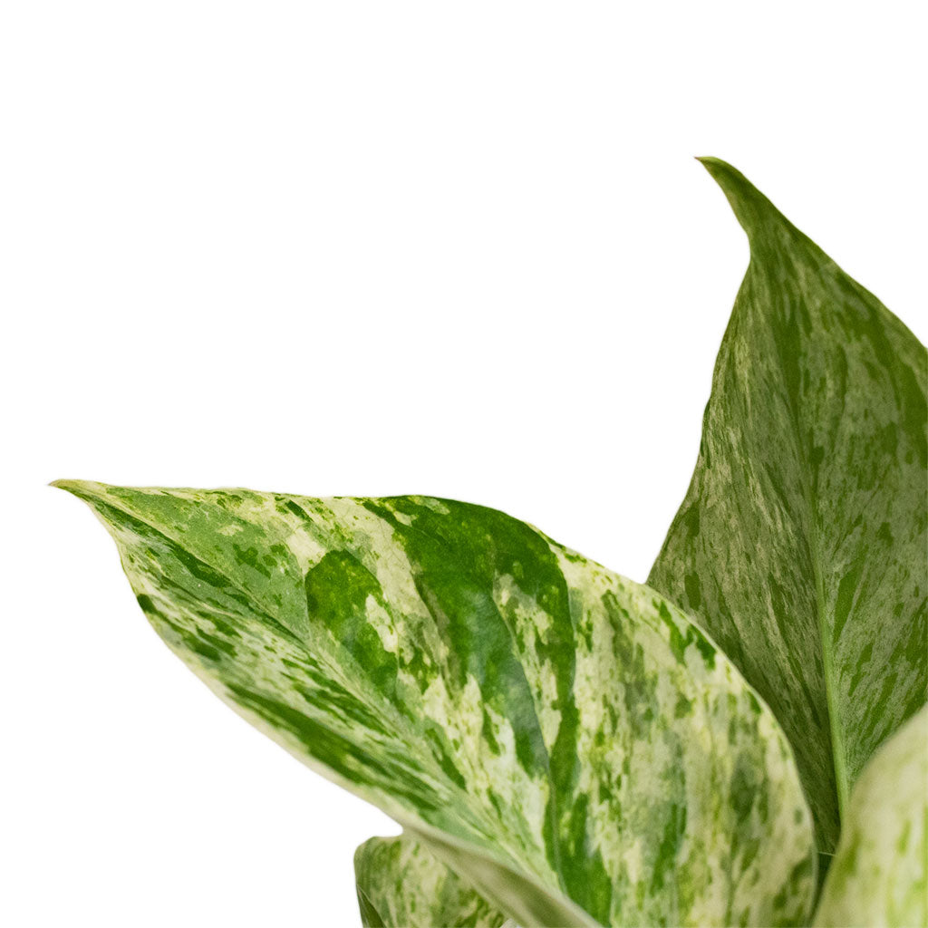 Epipremnum aureum - Marble Queen Pothos Leaves